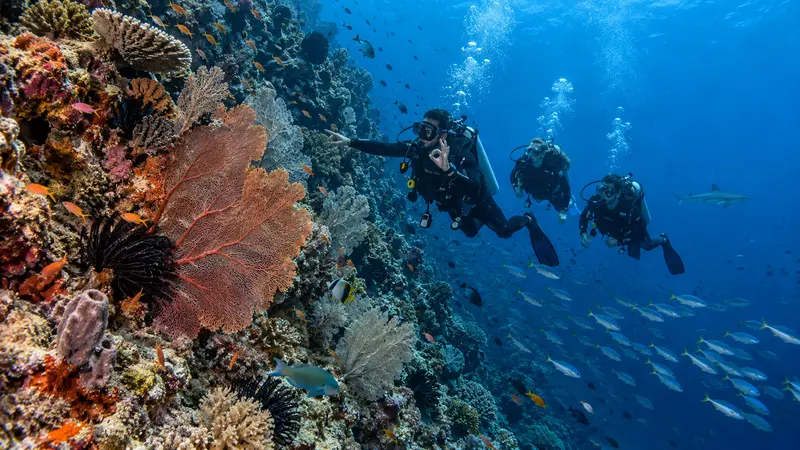 A group of divers along the reef wall